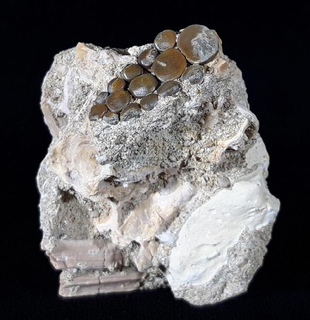 Phacodus punctatus (DIXON 1850) - Bild © FossNet FossilienStore
